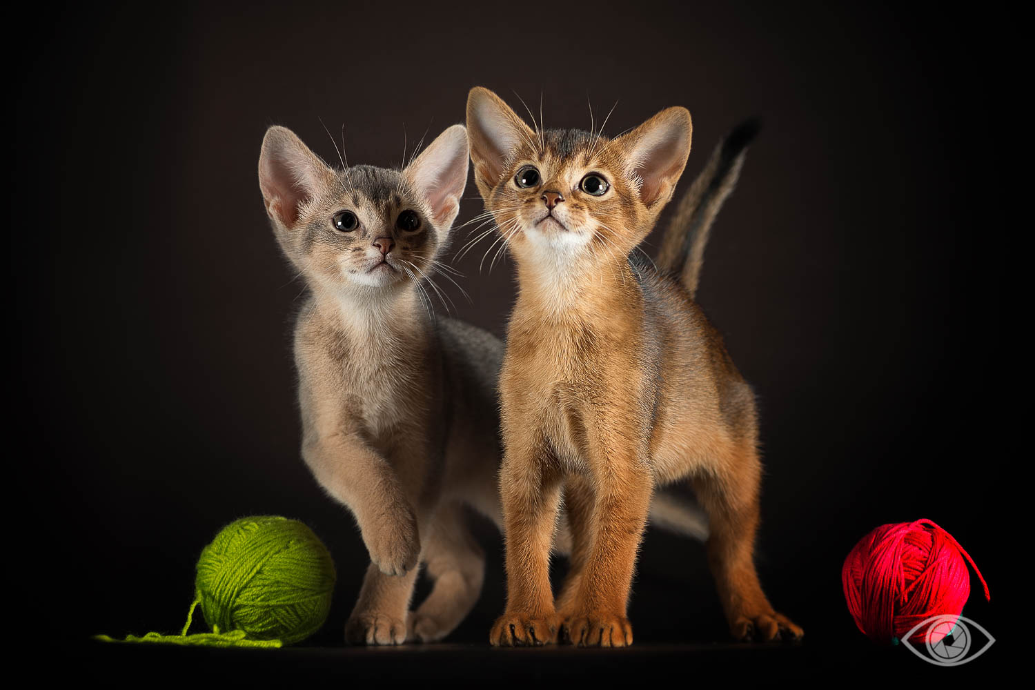 Абиссинские котята фотосъемка Мариуполь