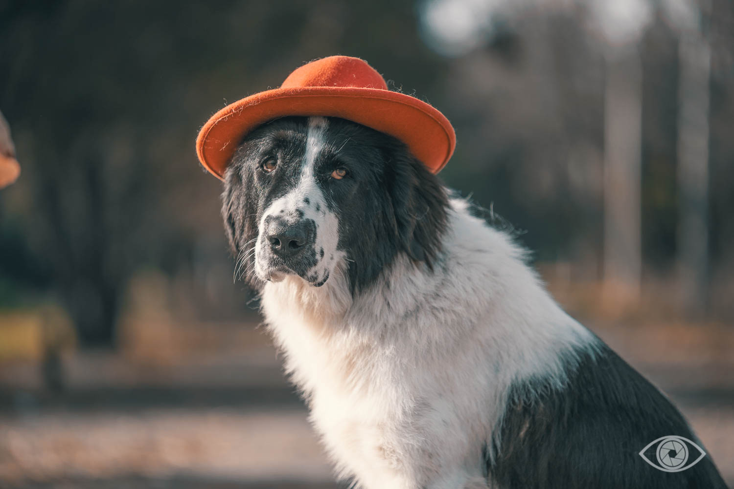 Фото собаки в шляпе
