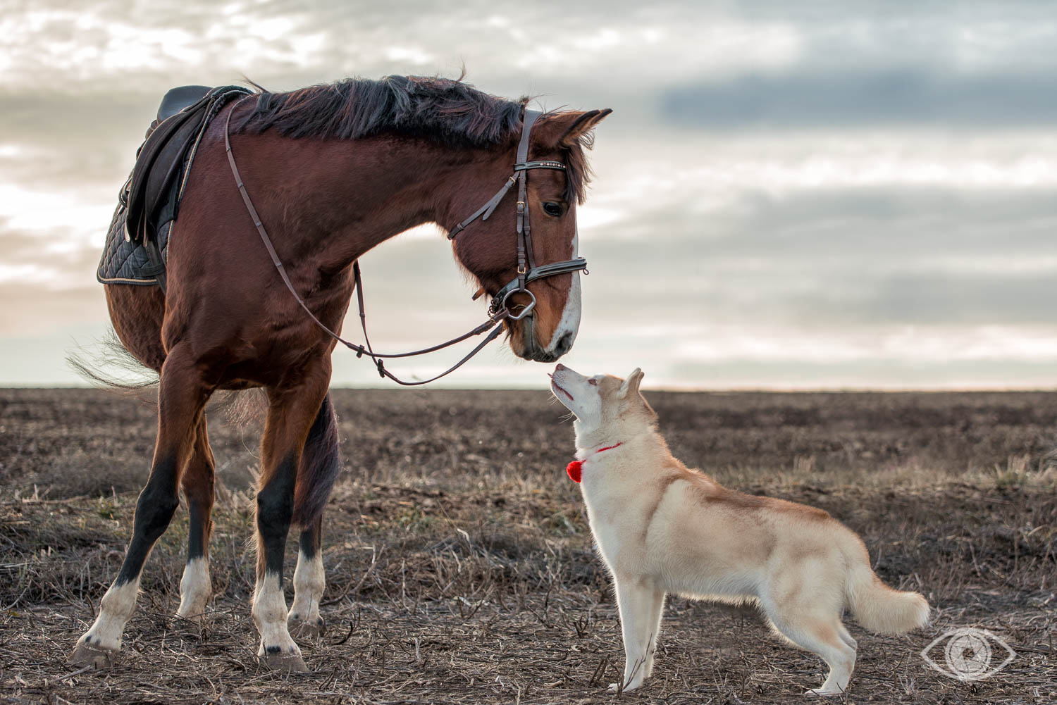 Фото собаки и лошади