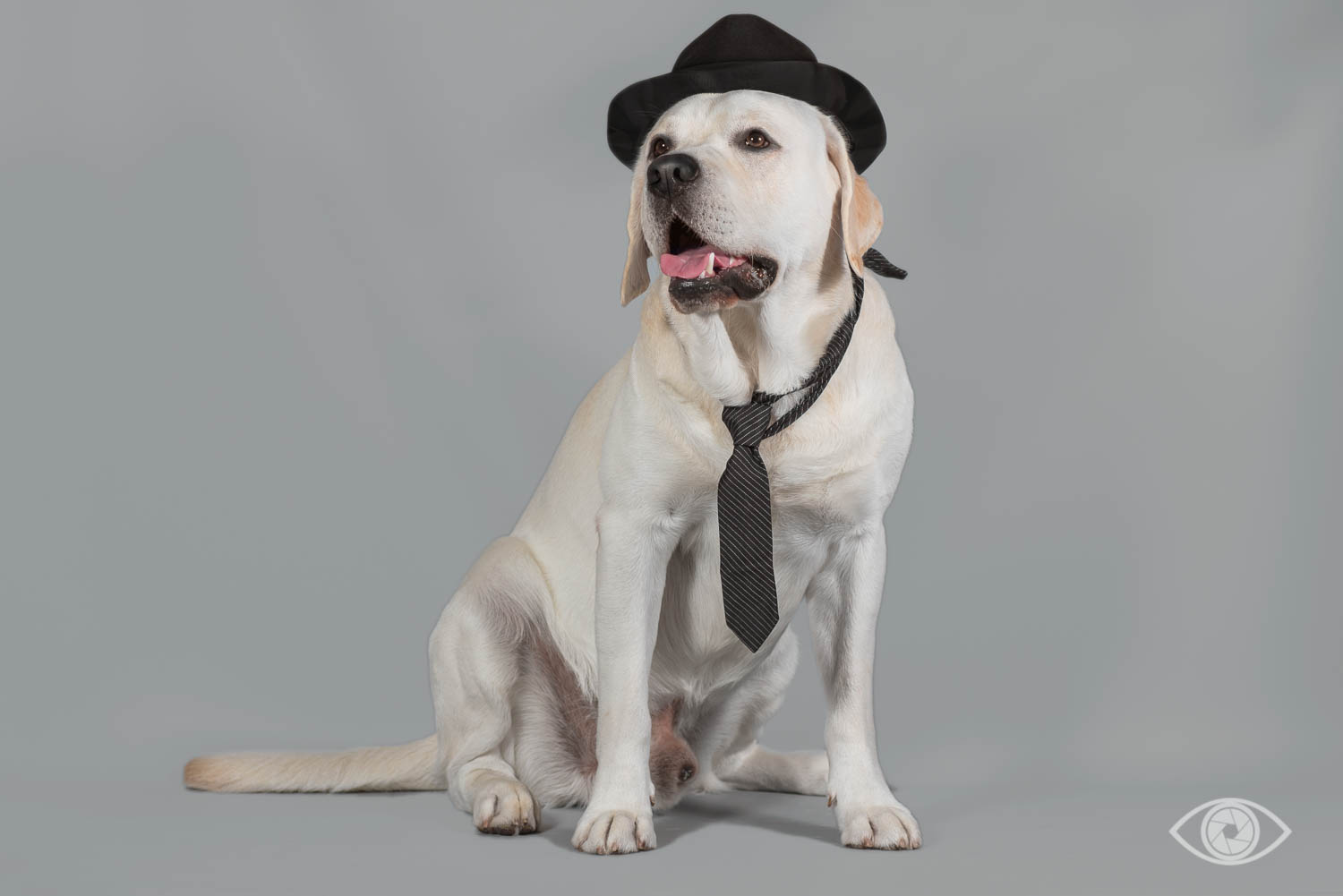 Фото собаки в шляпе